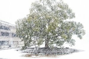 雪のオオケヤキ
