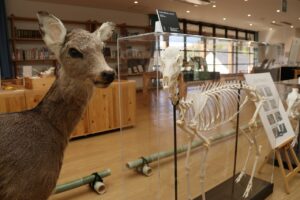 「標本大集合 いきもののナゼにせまる」